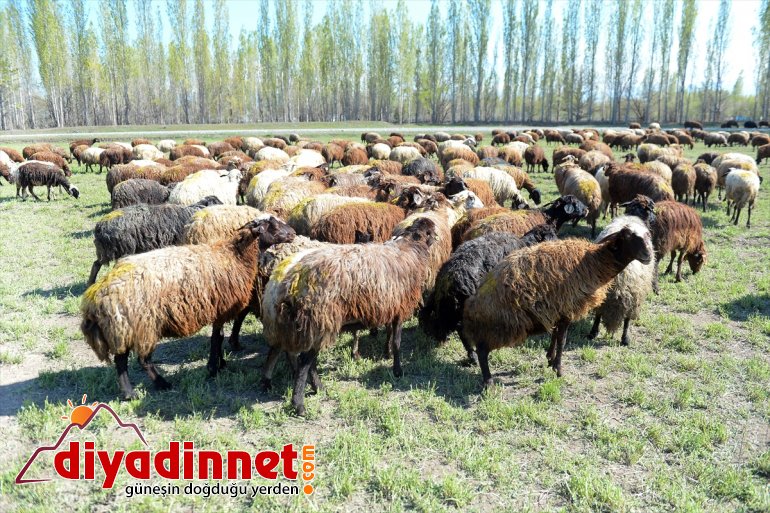 Dağı’nın doğaya renklendi - hayvanlarla IĞDIR Ağrı çıkan etekleri, küçükbaş 13