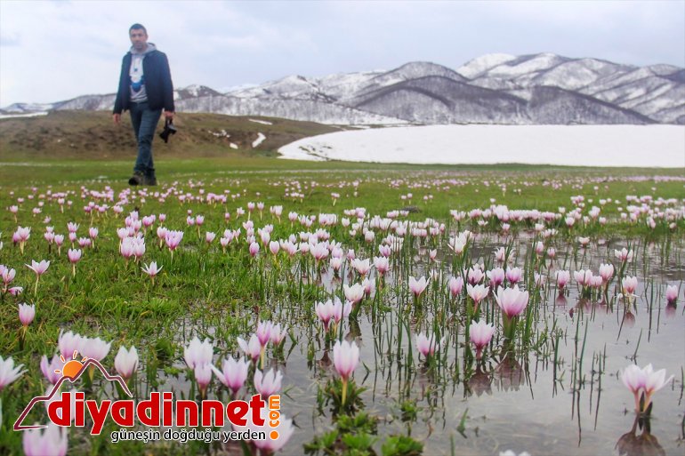 süsledi müjdecisi kardelenler doğayı Baharın 2