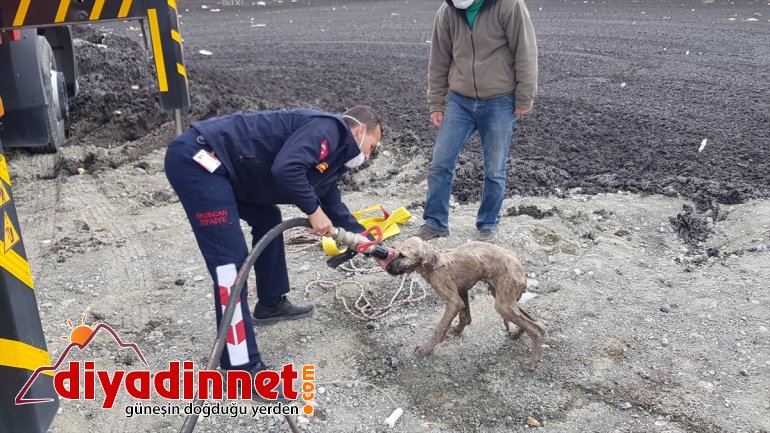 in Puppy Turkey from cesspool eastern rescued 6