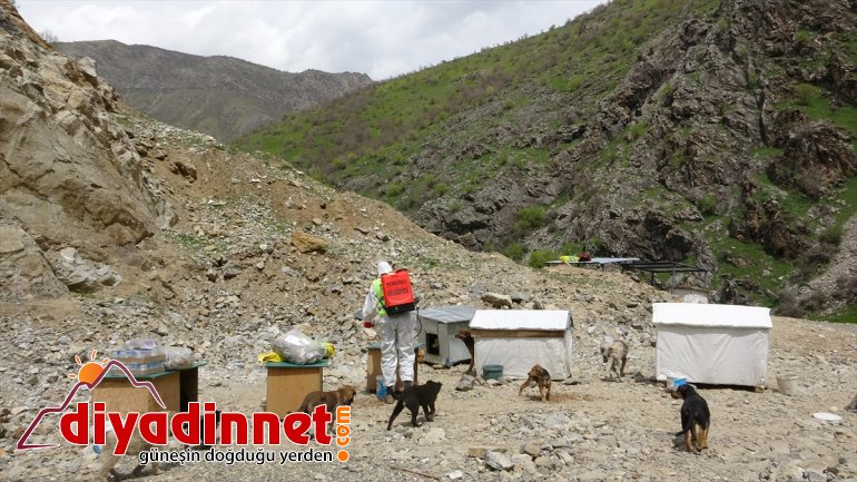 HAKKARİ dezenfekte  edildi barınakları Şemdinli