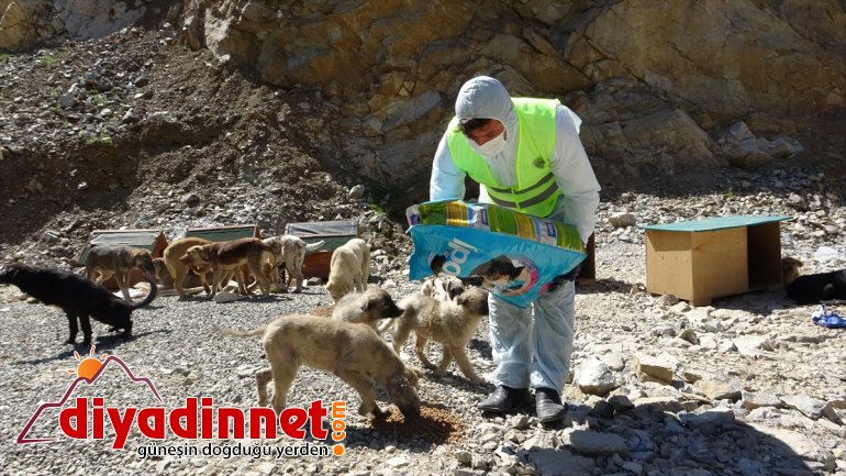 Şemdinli'de hayvan barınakları dezenfekte edildi