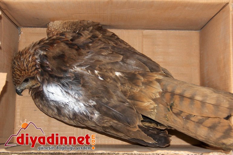 tedavi bulunan kızıl şahin yaralı edildi Tunceli