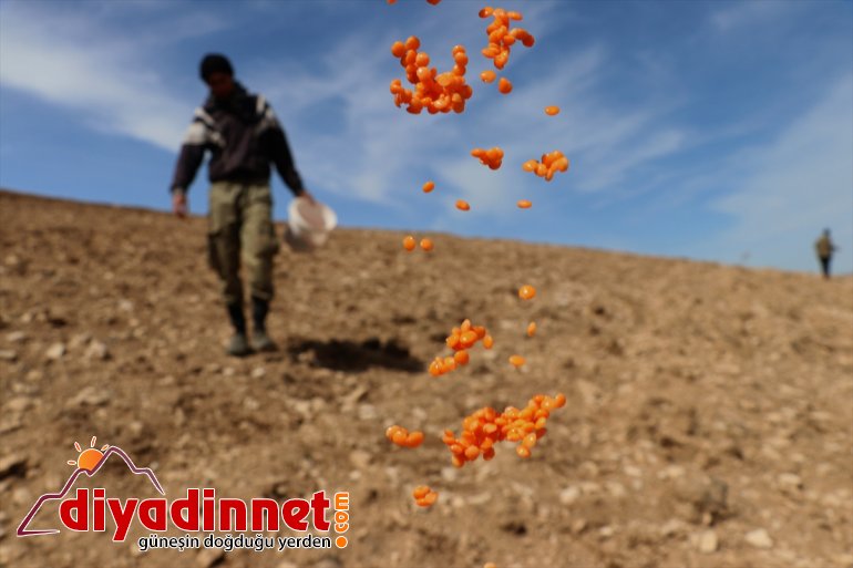  boş arazilerini (2) için de devamlılık Vanlı çiftçiler üretimde ekiyor 13