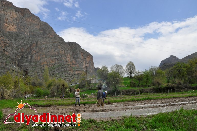 sınırında usulüyle çeltik Irak imece ekiyorlar Hakkari