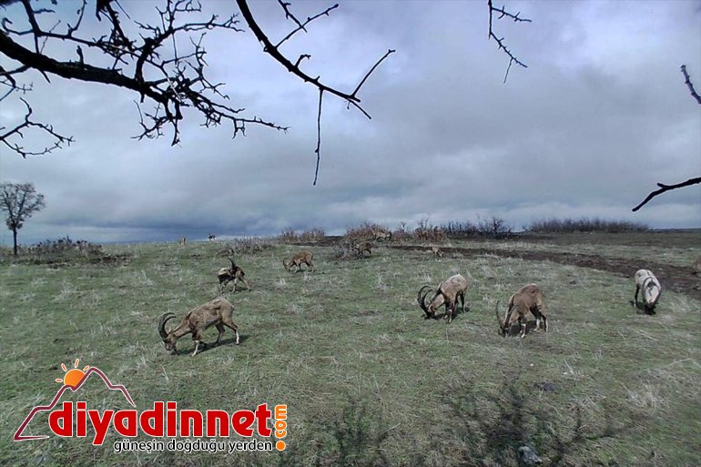 Elazığ'da dağ keçisi sürüsü fotokapanla görüntülendi