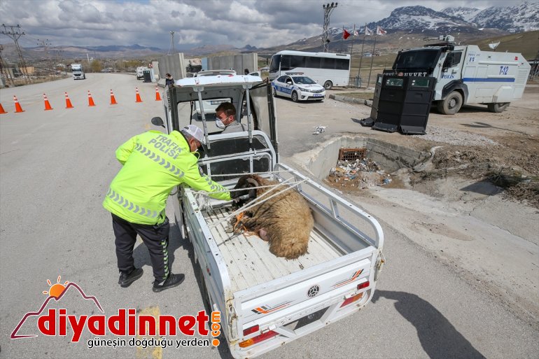 Çobanın fedakarlığa kuzusu ve gösterdiği VAN koyun için - destek polisten 2