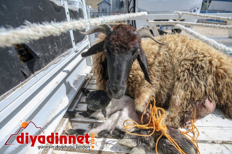 - ve destek için gösterdiği Çobanın VAN koyun kuzusu polisten fedakarlığa 5