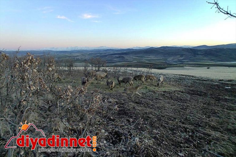 fotokapanla Elazığ