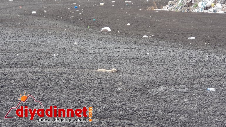 Lağım çukuruna düşen köpek yavrusunu itfaiye ekipleri kurtardı