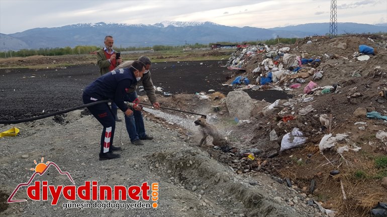 rescued Puppy cesspool in Turkey eastern from 4