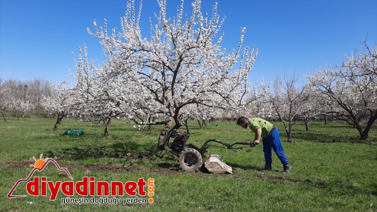 ağaçları  giydi beyaz Kars
