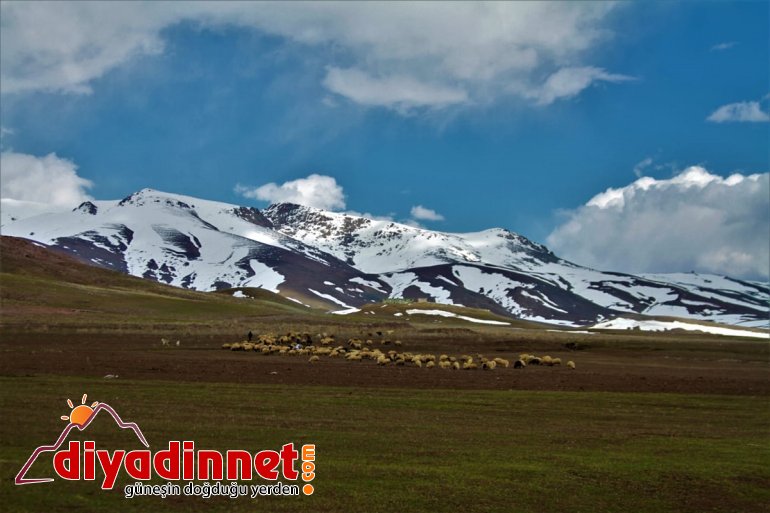 meralara gelmesiyle sürüler çıkarıldı Van