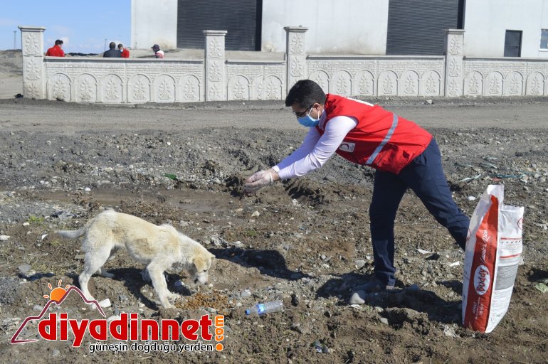 Genç Kızılay gönüllüleri sokak hayvanlarını unutmadı6