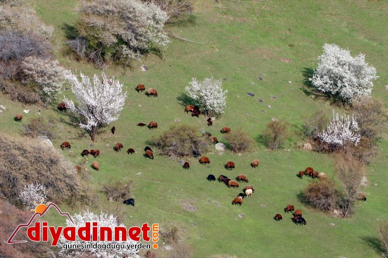 dağlarında dönüştü Iğdır