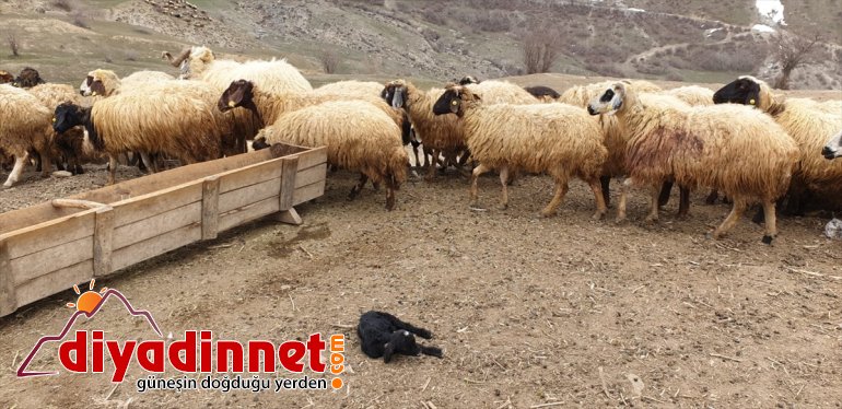 saldırdığı küçükbaş ahırdaki 50 telef ayının oldu Hakkari