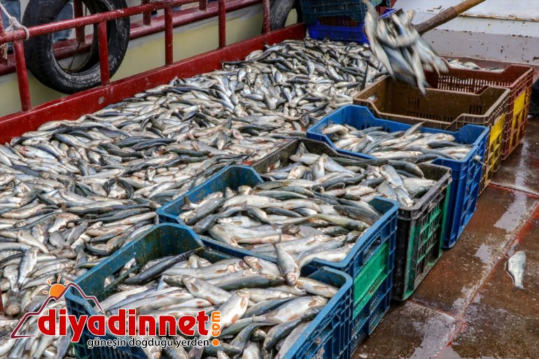 İnci -  korunacak kefali, av VAN havadan süresince karadan ve yasağı 8