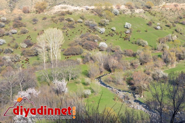 dağlarında görsel Iğdır