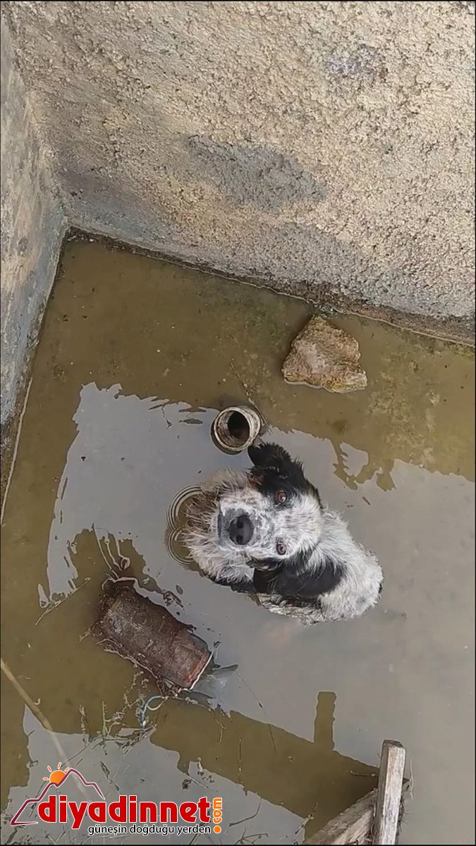 Malatya'da havuza düşen köpek kurtarıldı