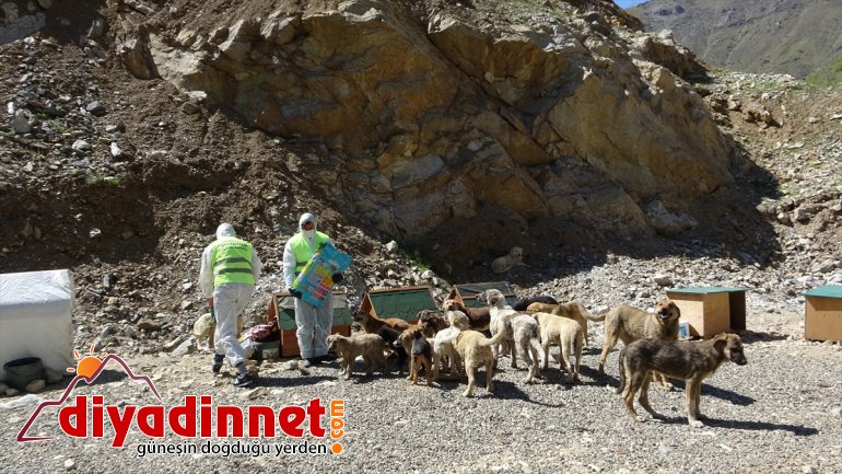 barınakları HAKKARİ Şemdinli