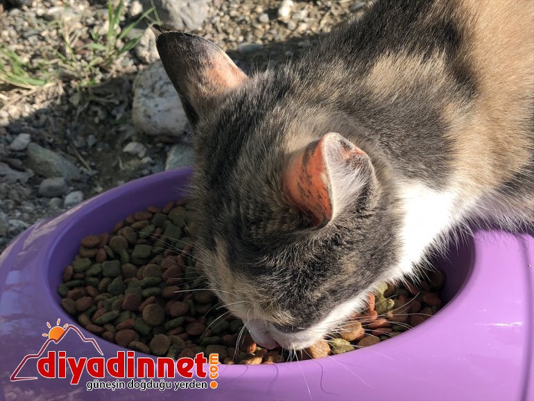 işbaşında - için ekip Ssokak özel IĞDIR hayvanları 7