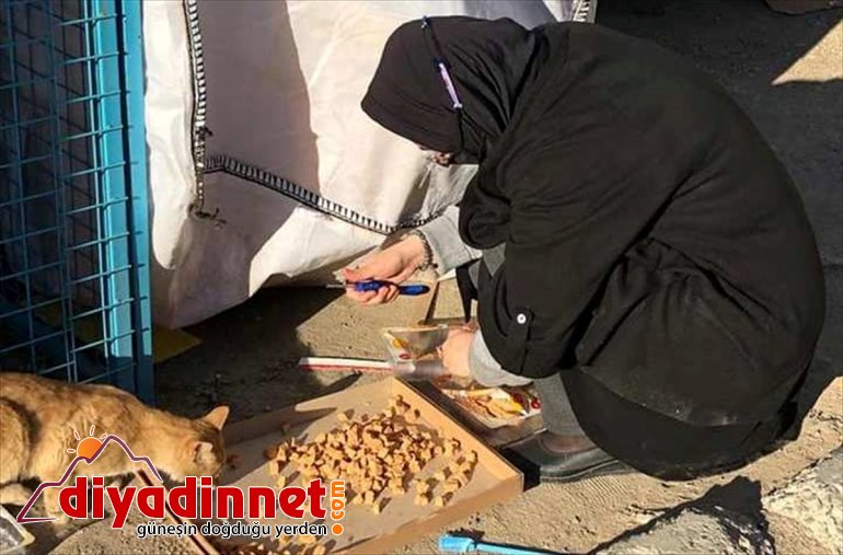 desteği hayvanlarına mama Keban  sokak Belediyesin 2