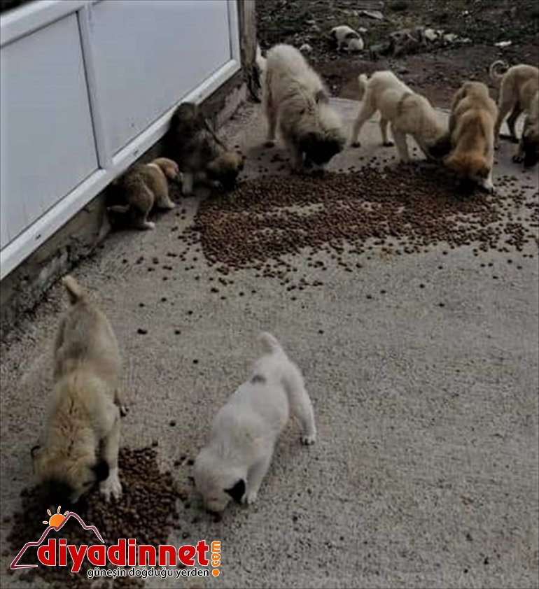 unutmadı Özalp sokak Belediyesi hayvanlarını  4