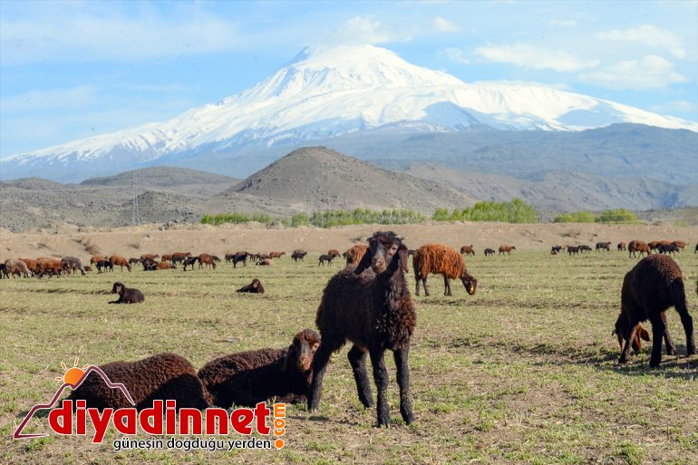 etekleri, - çıkan doğaya hayvanlarla renklendi küçükbaş Dağı’nın IĞDIR Ağrı 10