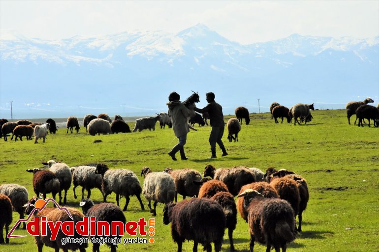 Meralar şenlendi küçükbaş MUŞ - hayvanlarla 3