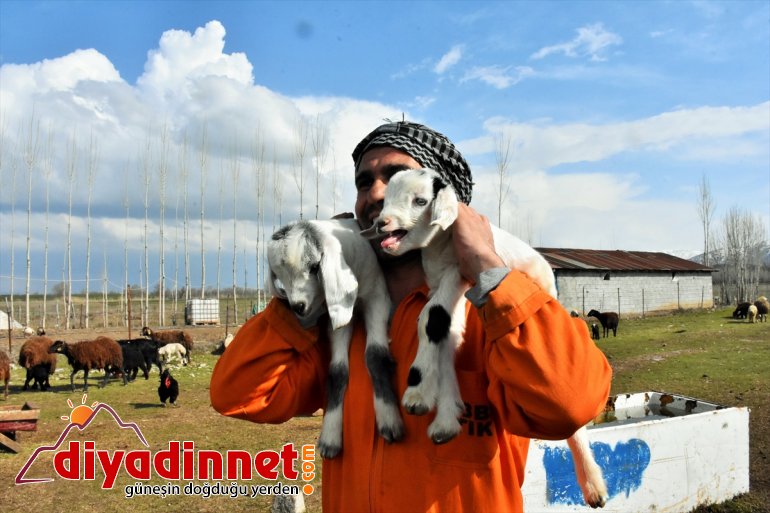 - hayvanlarla Meralar küçükbaş şenlendi MUŞ 5