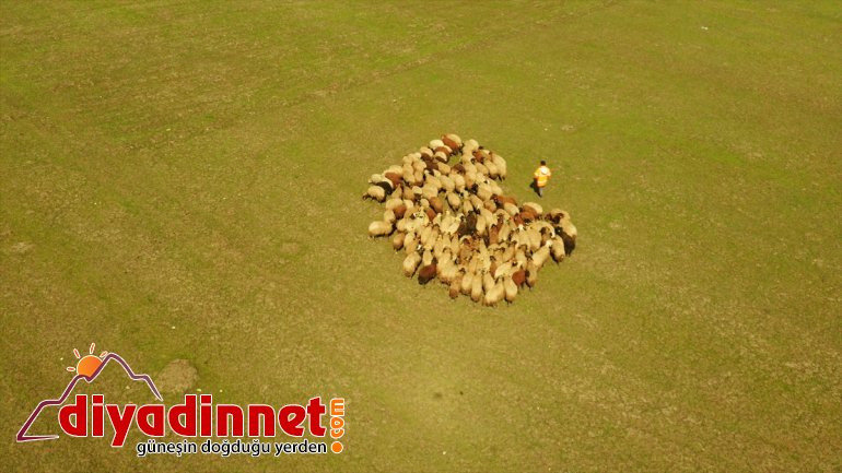 MUŞ Meralar şenlendi - hayvanlarla küçükbaş 6