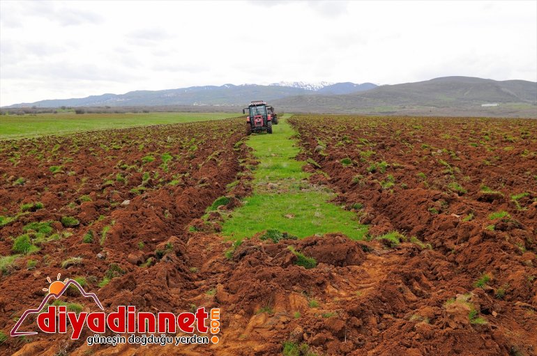 Bingöl'de çiftçilere yüzde 75 hibeyle verilen tohumlar toprakla buluştu