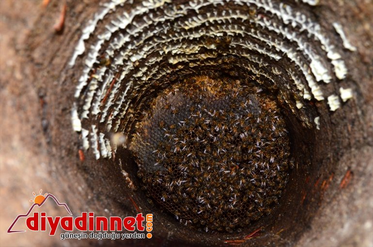 yayla balı - arıcılar BİTLİS hazırlığına Hizanlı kara kovan başladı için 11