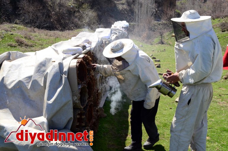 balı arıcılar BİTLİS kara yayla - kovan için hazırlığına Hizanlı başladı 4