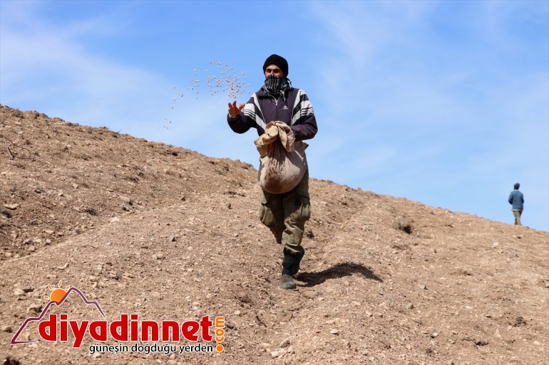 devamlılık üretimde çiftçiler (2) için arazilerini  de boş ekiyor Vanlı 9