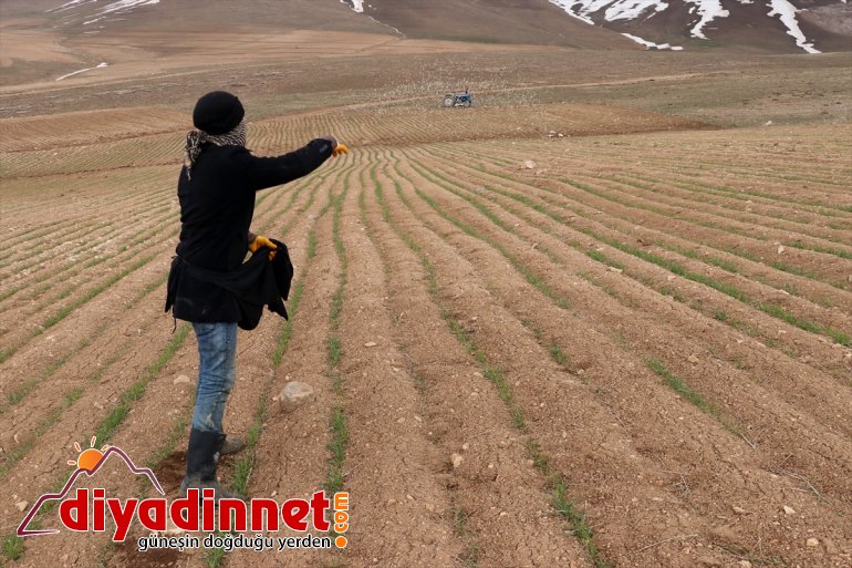 devamlılık arazilerini çiftçiler için de  boş ekiyor Vanlı üretimde (2) 5