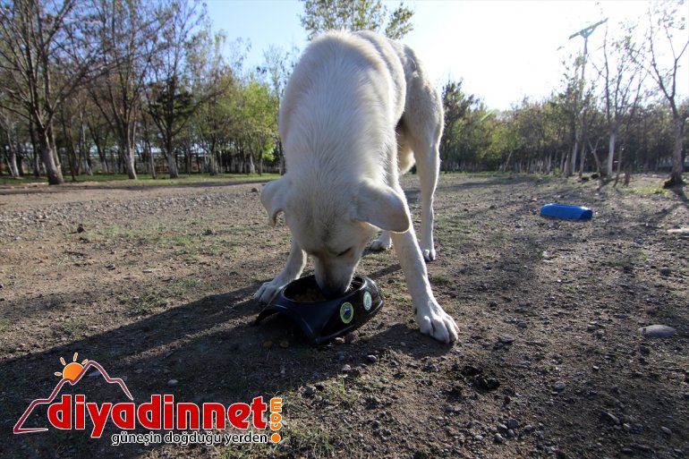 için Ssokak - ekip işbaşında IĞDIR özel hayvanları 9