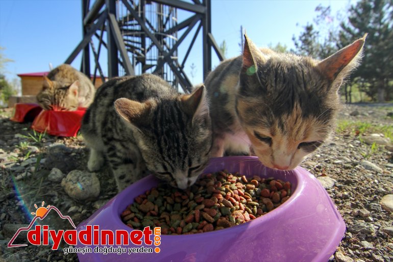 hayvanları ekip özel IĞDIR işbaşında Ssokak için - 10