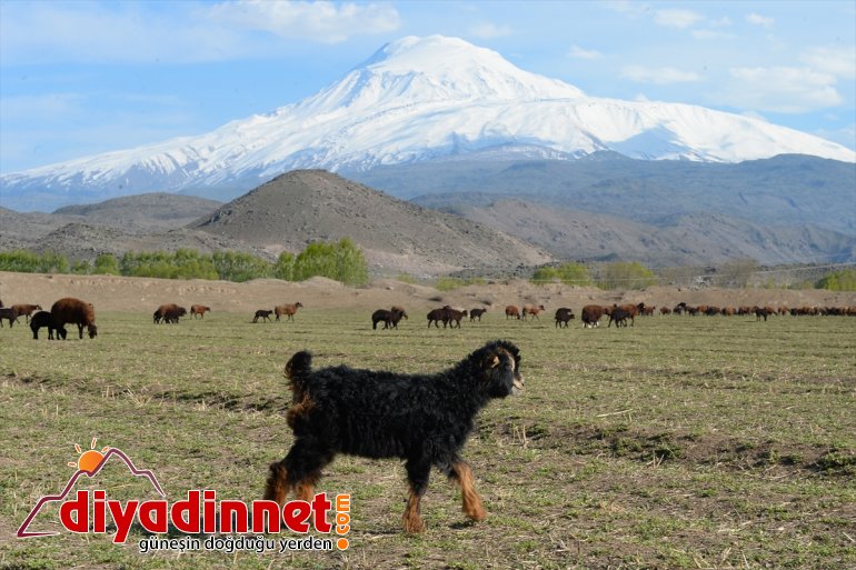 etekleri, Ağrı renklendi doğaya Dağı’nın IĞDIR hayvanlarla küçükbaş çıkan - 9