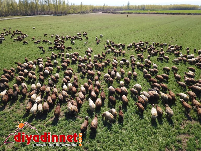 - hayvanlarla etekleri, renklendi IĞDIR Ağrı çıkan küçükbaş Dağı’nın doğaya 3