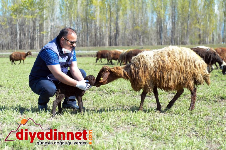 Dağı’nın küçükbaş çıkan Ağrı doğaya IĞDIR - hayvanlarla etekleri, renklendi 12