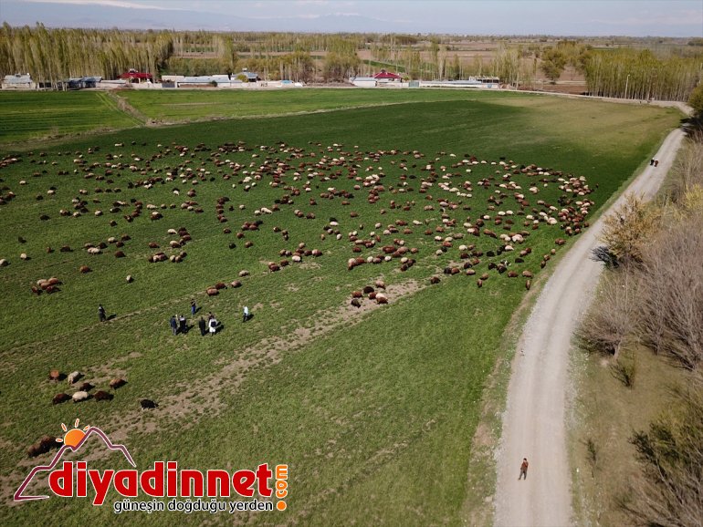 - etekleri, çıkan hayvanlarla Ağrı küçükbaş doğaya renklendi Dağı’nın IĞDIR 4