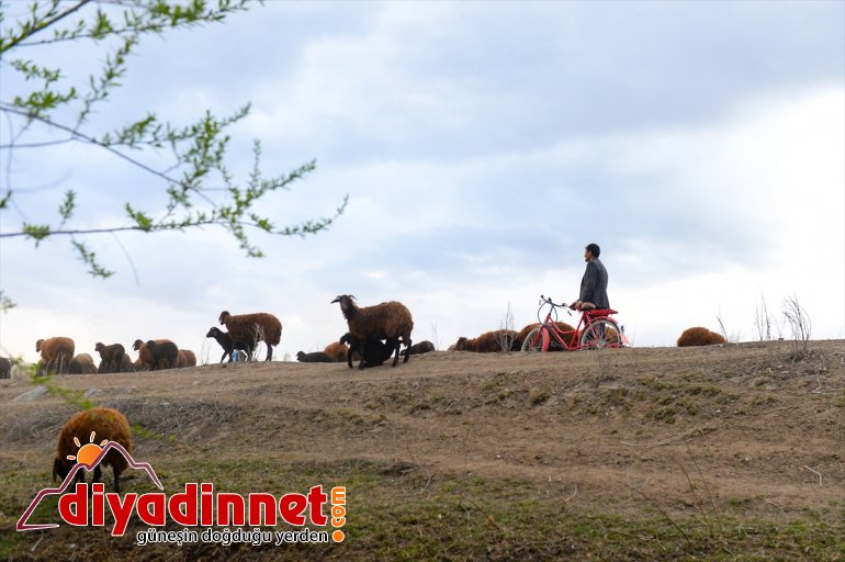 çobanların mesaisi başladı Iğdır