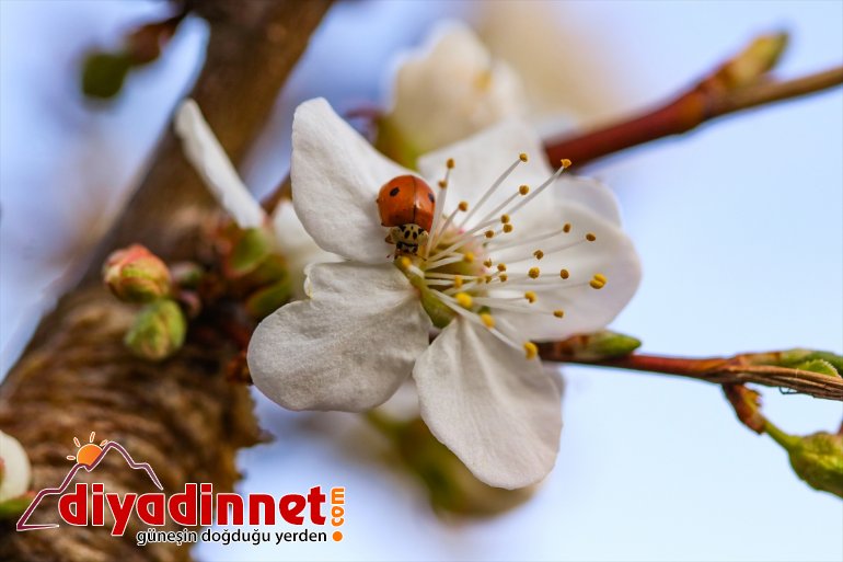 dağlarında görsel şölene dönüştü Iğdır