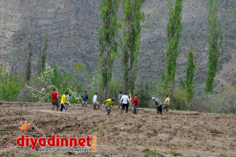 usulüyle ekiyorlar çeltik Hakkari