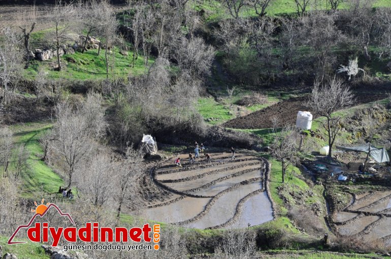 imece usulüyle sınırında çeltik ekiyorlar Hakkari