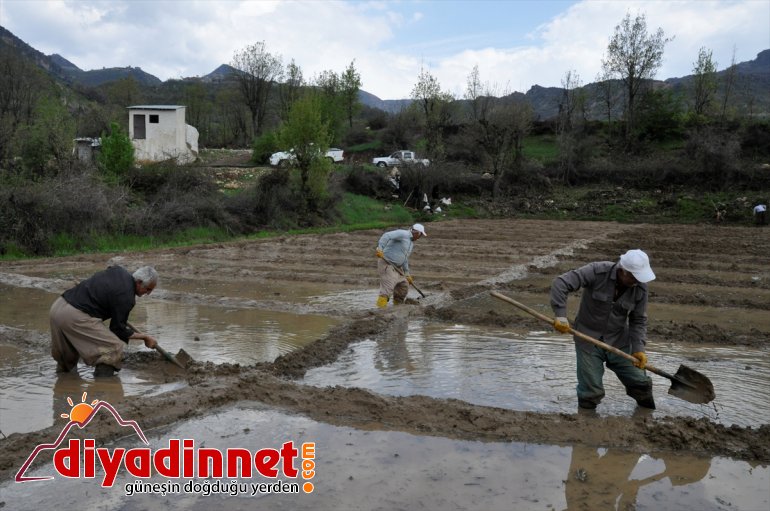 ekiyorlar imece sınırında çeltik Hakkari