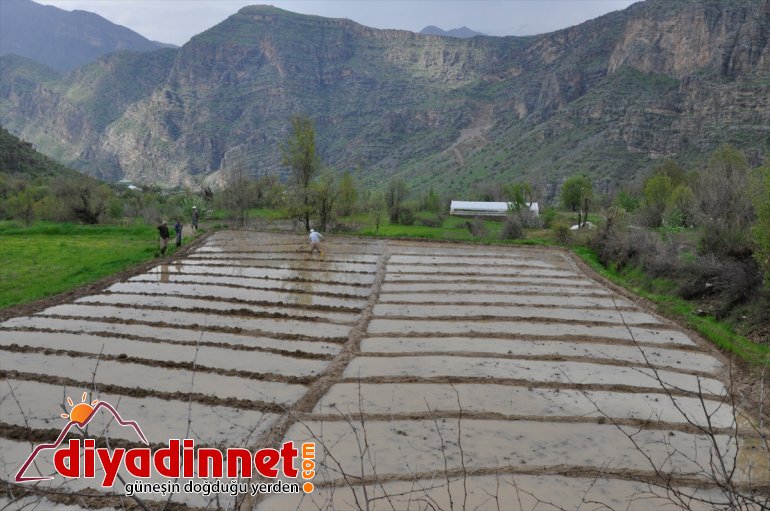 Irak ekiyorlar imece sınırında usulüyle çeltik Hakkari