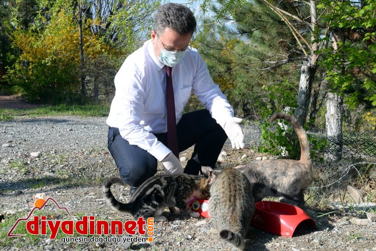 IĞDIR için hayvanları - işbaşında ekip Ssokak özel 2