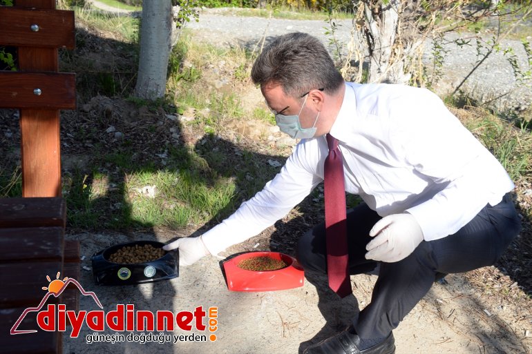 Iğdır'da sokak hayvanları için özel ekip işbaşında