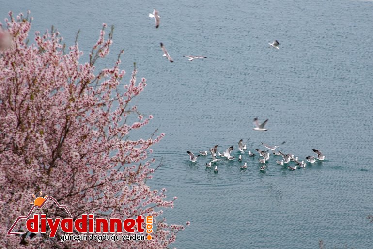 VAN Akdamar - kaldı bahar Adası